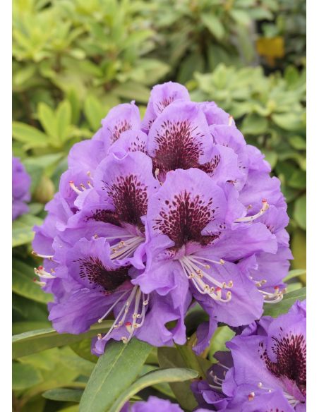 'Jadwiga Zamoyska' - różanecznik wielkokwiatowy
Rhododendron hybridum 'Jadwiga Zamoyska'