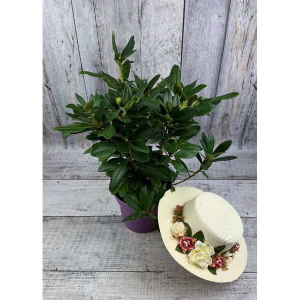 'Jadwiga Zamoyska' - różanecznik wielkokwiatowy
Rhododendron hybridum 'Jadwiga Zamoyska'