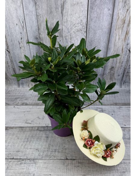 'Jadwiga Zamoyska' - różanecznik wielkokwiatowy
Rhododendron hybridum 'Jadwiga Zamoyska'