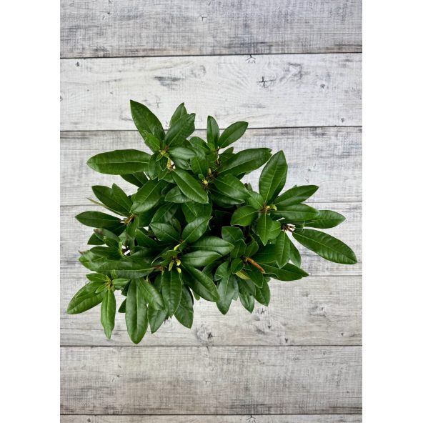 'Jadwiga Zamoyska' - różanecznik wielkokwiatowy
Rhododendron hybridum 'Jadwiga Zamoyska'