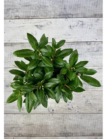 'Jadwiga Zamoyska' - różanecznik wielkokwiatowy
Rhododendron hybridum 'Jadwiga Zamoyska'