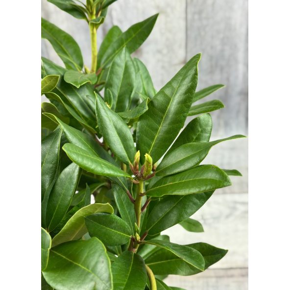 'Jadwiga Zamoyska' - różanecznik wielkokwiatowy
Rhododendron hybridum 'Jadwiga Zamoyska'