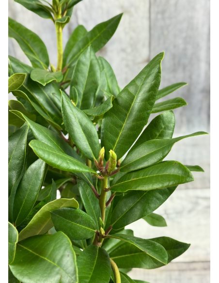 'Jadwiga Zamoyska' - różanecznik wielkokwiatowy
Rhododendron hybridum 'Jadwiga Zamoyska'