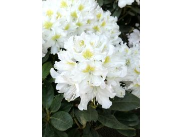 'Cunningham's White' - różanecznik wielkokwiatowy
Rhododendron hybridum 'Cunningham's White'