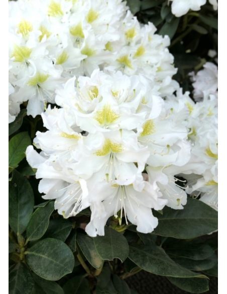 'Cunningham's White' - różanecznik wielkokwiatowy
Rhododendron hybridum 'Cunningham's White'