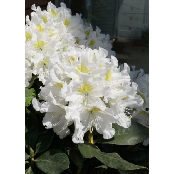 'Cunningham's White' - różanecznik wielkokwiatowy
Rhododendron hybridum 'Cunningham's White'