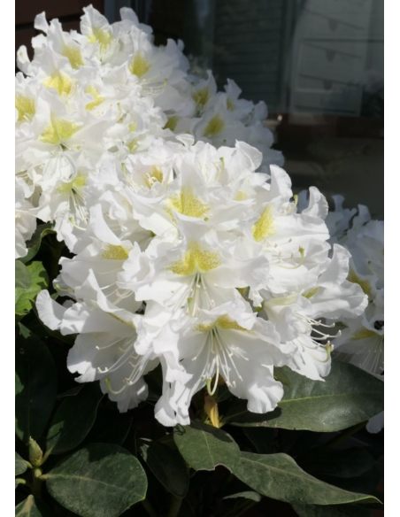 'Cunningham's White' - różanecznik wielkokwiatowy
Rhododendron hybridum 'Cunningham's White'