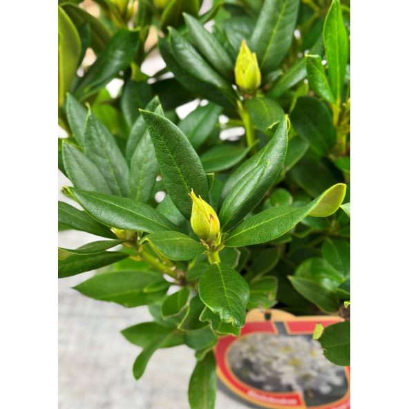 'Cunningham's White' - różanecznik wielkokwiatowy
Rhododendron hybridum 'Cunningham's White'