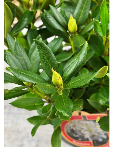 'Cunningham's White' - różanecznik wielkokwiatowy
Rhododendron hybridum 'Cunningham's White'