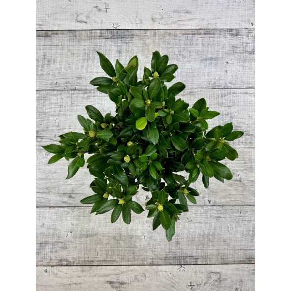 'Cunningham's White' - różanecznik wielkokwiatowy
Rhododendron hybridum 'Cunningham's White'