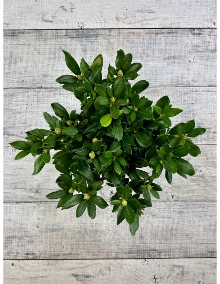 'Cunningham's White' - różanecznik wielkokwiatowy
Rhododendron hybridum 'Cunningham's White'