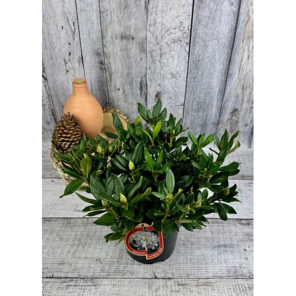 'Cunningham's White' - różanecznik wielkokwiatowy
Rhododendron hybridum 'Cunningham's White'