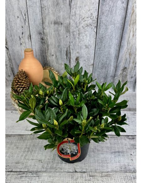 'Cunningham's White' - różanecznik wielkokwiatowy
Rhododendron hybridum 'Cunningham's White'