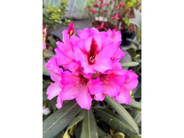 'Danuta' - różanecznik wielkokwiatowy
Rhododendron hybridum 'Danuta'