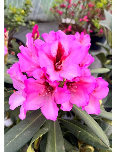 'Danuta' - różanecznik wielkokwiatowy
Rhododendron hybridum 'Danuta'