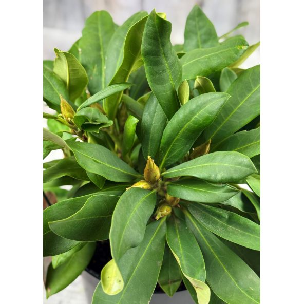 'Danuta' - różanecznik wielkokwiatowy
Rhododendron hybridum 'Danuta'