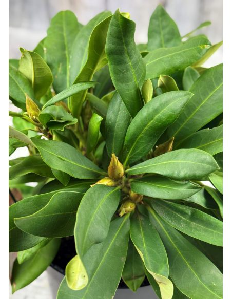 'Danuta' - różanecznik wielkokwiatowy
Rhododendron hybridum 'Danuta'