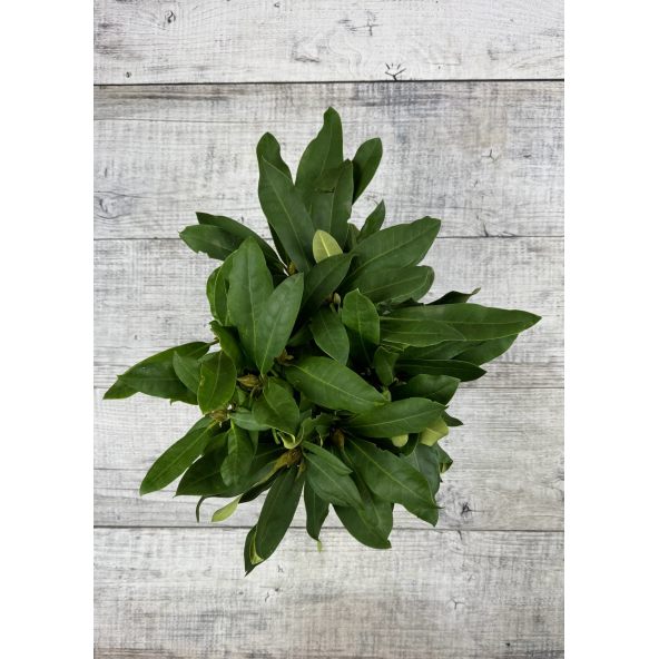 'Danuta' - różanecznik wielkokwiatowy
Rhododendron hybridum 'Danuta'