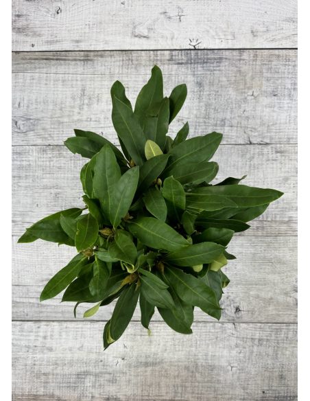 'Danuta' - różanecznik wielkokwiatowy
Rhododendron hybridum 'Danuta'