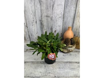 'Danuta' - różanecznik wielkokwiatowy
Rhododendron hybridum 'Danuta' 2
