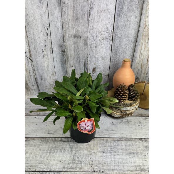 'Danuta' - różanecznik wielkokwiatowy
Rhododendron hybridum 'Danuta'