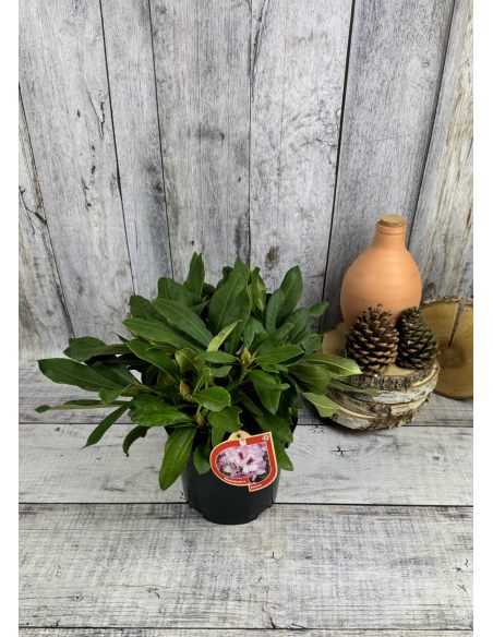 'Danuta' - różanecznik wielkokwiatowy
Rhododendron hybridum 'Danuta'