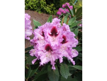 'Kabarett' - różanecznik wielkokwiatowy 
Rhododendron hybridum 'Kabarett'