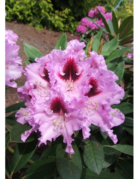 'Kabarett' - różanecznik wielkokwiatowy 
Rhododendron hybridum 'Kabarett'
