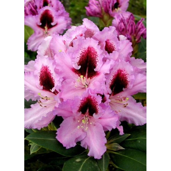 'Kabarett' - różanecznik wielkokwiatowy 
Rhododendron hybridum 'Kabarett'