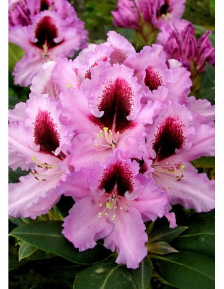 'Kabarett' - różanecznik wielkokwiatowy 
Rhododendron hybridum 'Kabarett'