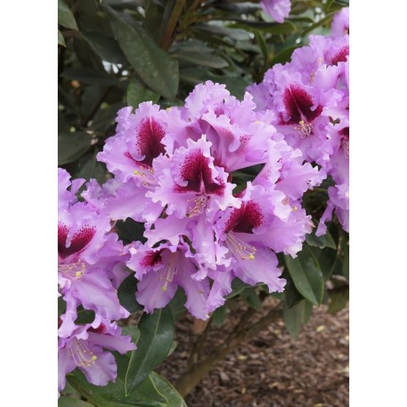 'Kabarett' - różanecznik wielkokwiatowy 
Rhododendron hybridum 'Kabarett'