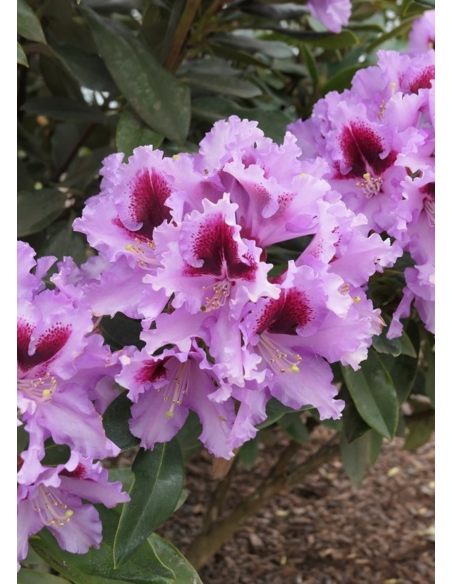 'Kabarett' - różanecznik wielkokwiatowy 
Rhododendron hybridum 'Kabarett'