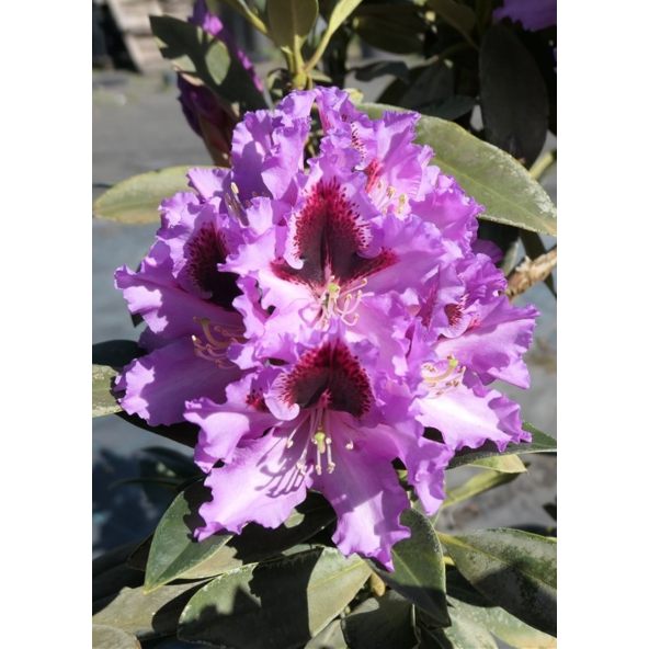 'Kabarett' - różanecznik wielkokwiatowy 
Rhododendron hybridum 'Kabarett'