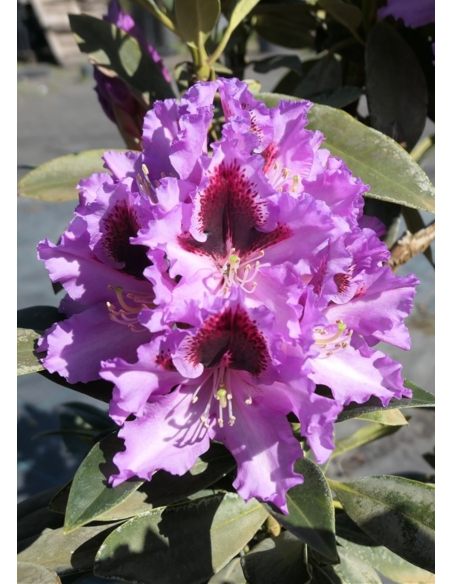 'Kabarett' - różanecznik wielkokwiatowy 
Rhododendron hybridum 'Kabarett'