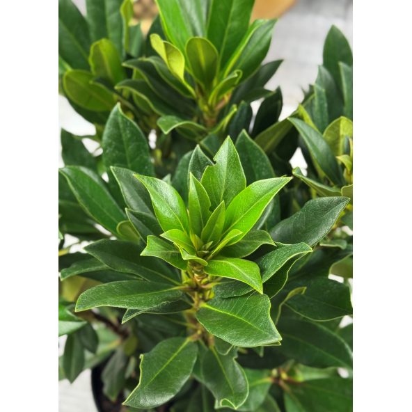 'Kabarett' - różanecznik wielkokwiatowy 
Rhododendron hybridum 'Kabarett'