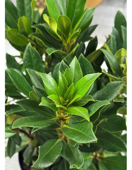 'Kabarett' - różanecznik wielkokwiatowy 
Rhododendron hybridum 'Kabarett'