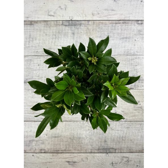 'Kabarett' - różanecznik wielkokwiatowy 
Rhododendron hybridum 'Kabarett'