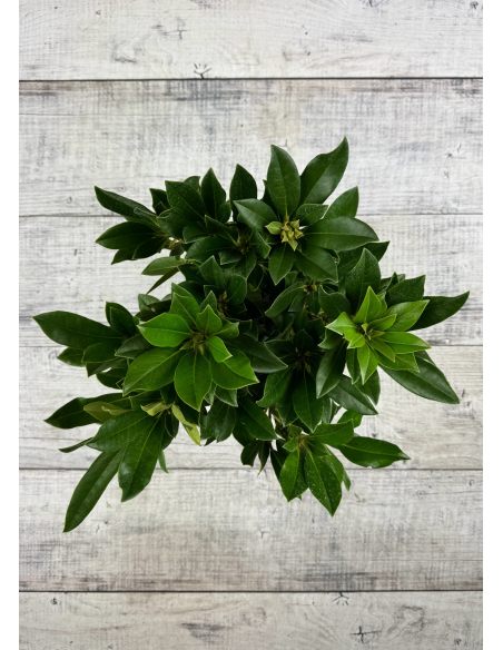 'Kabarett' - różanecznik wielkokwiatowy 
Rhododendron hybridum 'Kabarett'