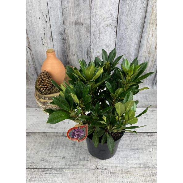 'Kabarett' - różanecznik wielkokwiatowy 
Rhododendron hybridum 'Kabarett'