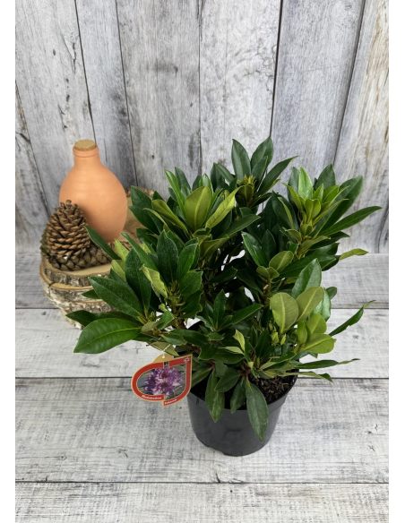 'Kabarett' - różanecznik wielkokwiatowy 
Rhododendron hybridum 'Kabarett'