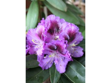 PFAUENAUGE 'Hachpfau' - różanecznik wielkokwiatowy 
Rhododendron hybridum PFAUENAUGE 'Hachpfau'