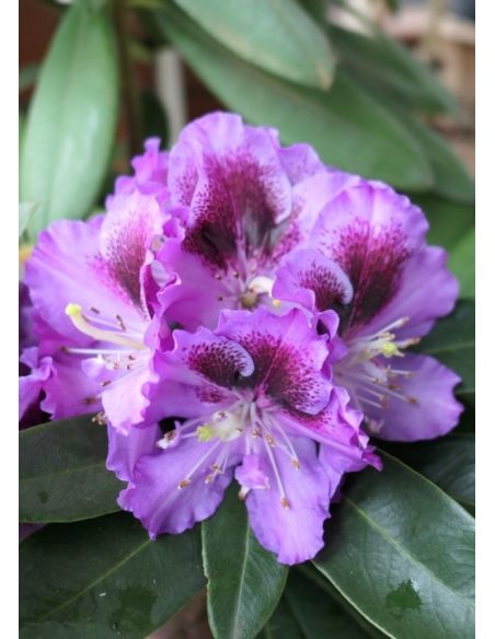PFAUENAUGE 'Hachpfau' - różanecznik wielkokwiatowy 
Rhododendron hybridum PFAUENAUGE 'Hachpfau'