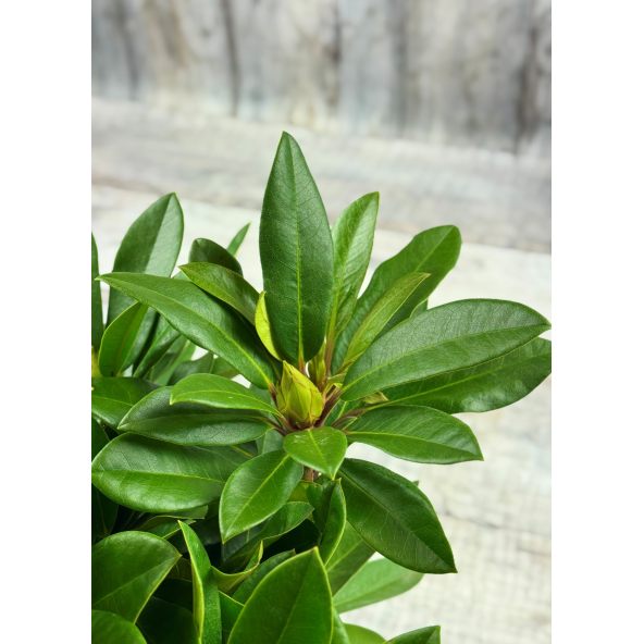 PFAUENAUGE 'Hachpfau' - różanecznik wielkokwiatowy 
Rhododendron hybridum PFAUENAUGE 'Hachpfau'