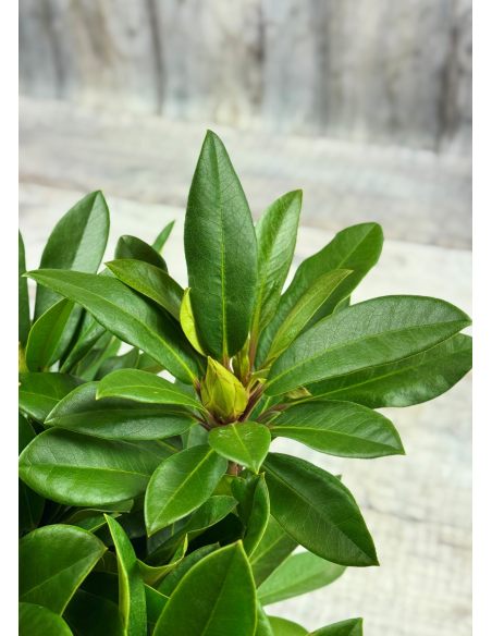 PFAUENAUGE 'Hachpfau' - różanecznik wielkokwiatowy 
Rhododendron hybridum PFAUENAUGE 'Hachpfau'