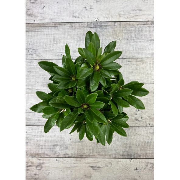 PFAUENAUGE 'Hachpfau' - różanecznik wielkokwiatowy 
Rhododendron hybridum PFAUENAUGE 'Hachpfau'