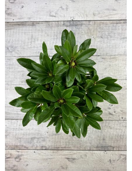 PFAUENAUGE 'Hachpfau' - różanecznik wielkokwiatowy 
Rhododendron hybridum PFAUENAUGE 'Hachpfau'