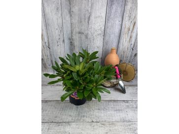 PFAUENAUGE 'Hachpfau' - różanecznik wielkokwiatowy 
Rhododendron hybridum PFAUENAUGE 'Hachpfau' 2