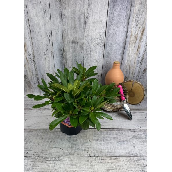 PFAUENAUGE 'Hachpfau' - różanecznik wielkokwiatowy 
Rhododendron hybridum PFAUENAUGE 'Hachpfau'