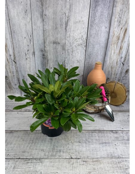 PFAUENAUGE 'Hachpfau' - różanecznik wielkokwiatowy 
Rhododendron hybridum PFAUENAUGE 'Hachpfau'