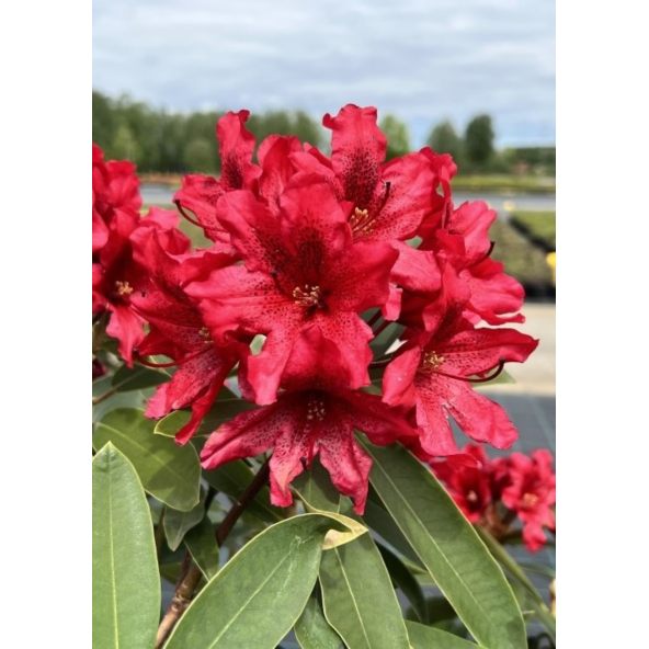 'Taragona' - różanecznik wielkokwiatowy
Rhododendron hybridum 'Taragona'